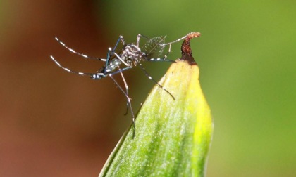 Zanzara tigre: a Pavia scatta il piano d'emergenza per l'estate 2025