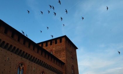 "A spasso per Pavia...con i rondoni": un pomeriggio con il naso all'insù ad ammirare i voli acrobatici dei rondoni