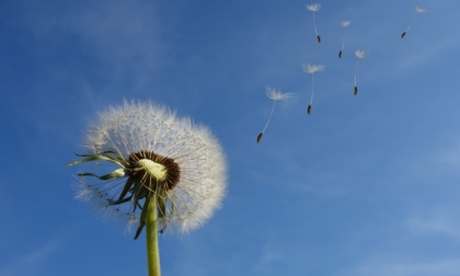 Un'arma in più contro le allergie stagionali: a Pavia una nuova stazione di monitoraggio di pollini e spore