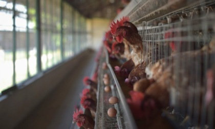 No all’allevamento intensivo da 40mila galline a Travacò: il Parco del Ticino boccia il progetto