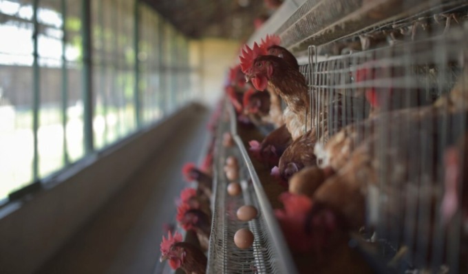 No all’allevamento intensivo da 40mila galline a Travacò: il Parco del Ticino boccia il progetto