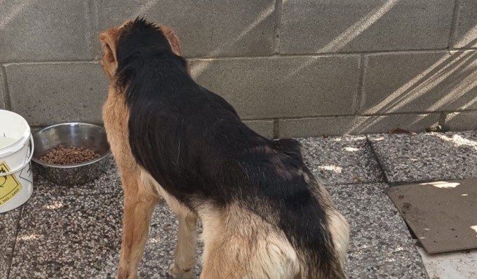 Scheletrico e senza forze: cane gravemente malnutrito salvato a Pavia