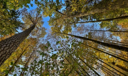 Caldo estremo, Pavia risponde con i “rifugi climatici”: ecco le prime 18 aree dove trovare sollievo in città
