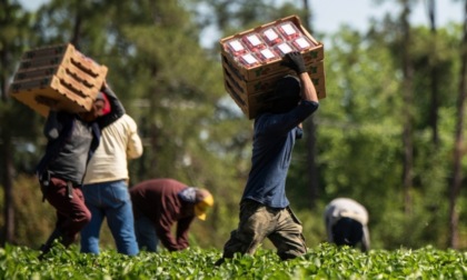 Lavoro nei campi sotto il sole rovente: Coldiretti Pavia lancia l’allarme caldo
