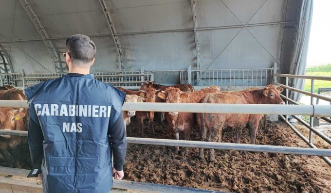 Carcasse in decomposizione e irregolarità nella tracciabilità degli animali in allevamento pavese