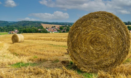 Fondi alle aziende agricole per progetti ambientali: alla provincia di Pavia 587mila euro