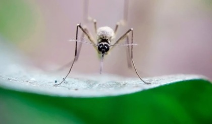 Caso di Chikungunya nel Piacentino, allerta anche nella Bassa Pavese