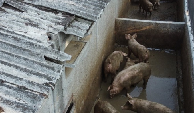 Amianto in un allevamento di maiali del Pavese: nonostante l’ordinanza nessuna bonifica, scatta la denuncia