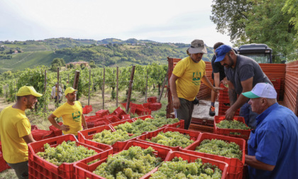 Al via la vendemmia in Oltrepò prima area vinicola della Lombardia: +10% di uva rispetto al 2024