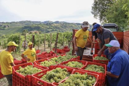 Al via la vendemmia in Oltrepò prima area vinicola della Lombardia: +10% di uva rispetto al 2024