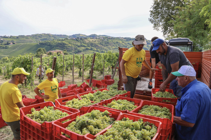 Al via la vendemmia in Oltrepò prima area vinicola della Lombardia: +10% di uva rispetto al 2024