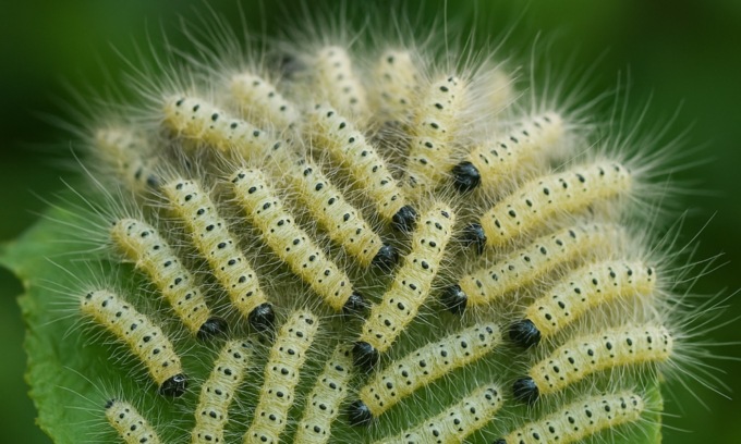 Allarme Hyphantria cunea: interventi urgenti su aree verdi