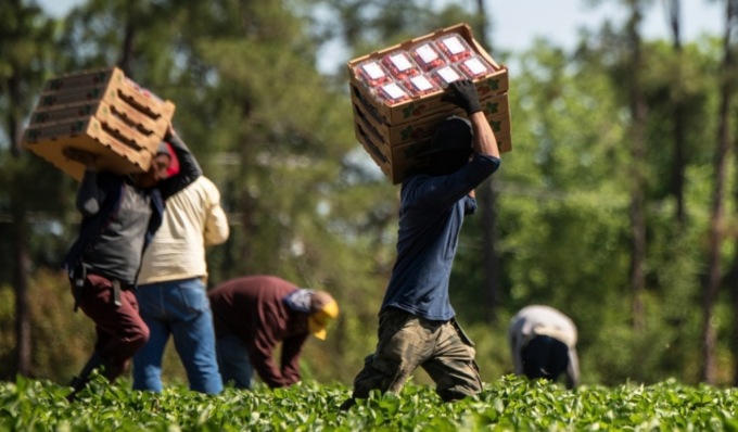 Blitz nelle aziende agricole tra Lomellina e Oltrepò Pavese: una denuncia e sanzioni per 6mila euro