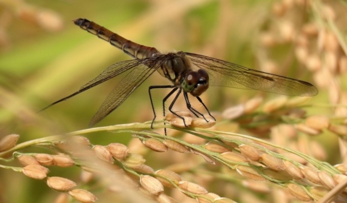 La spettacolare invasione di libellule migratrici nel Pavese: risaie trasformate in oasi vitali