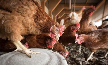 No all'allevamento intensivo di 39mila galline a Travacò Siccomario: le associazioni diffidano il Comune