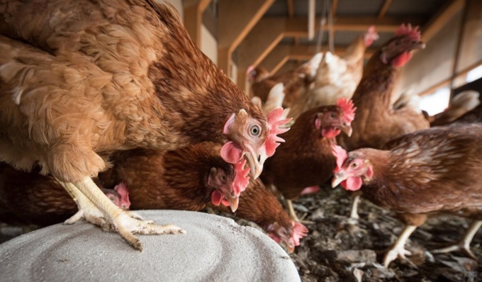 No all’allevamento intensivo di 39mila galline a Travacò Siccomario: le associazioni diffidano il Comune