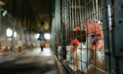 Travacò Siccomario dice NO all’allevamento intensivo di galline: i cittadini si mobilitano con una raccolta firme