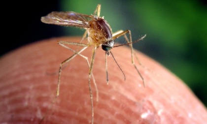 Virus West Nile, Codacons presenta diffida contro Regione: “Serve potenziamento attività prevenzione”