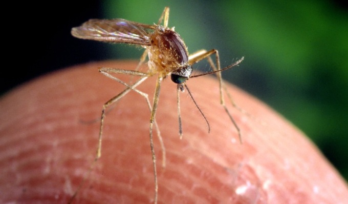 Virus West Nile, Codacons presenta diffida contro Regione: “Serve potenziamento attività prevenzione”