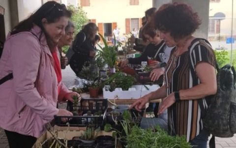 “Party Plants” in provincia di Pavia: l’evento dove le piante si scambiano e la solidarietà cresce