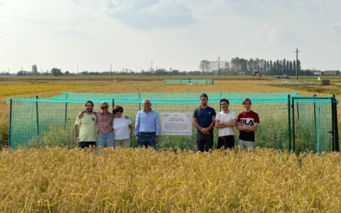 A Castello d’Agogna raccolto il primo riso migliorato ottenuto con le TEA