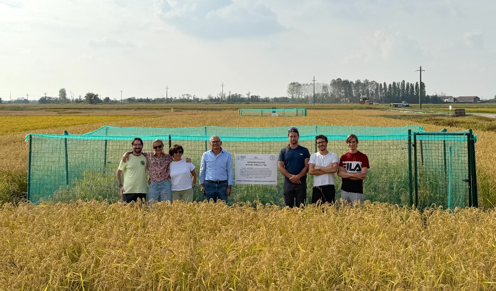 A Castello d’Agogna raccolto il primo riso migliorato ottenuto con le TEA