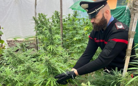 Otto piante di marijuana in casa: sequestrati 9,3 chili di infiorescenze