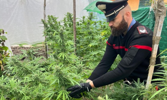 Otto piante di marijuana in casa: sequestrati 9,3 chili di infiorescenze