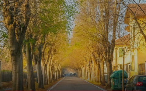 Potature in viale Gorizia: sabato 8 novembre stop al traffico veicolare