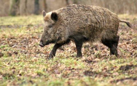 Dopo l’impatto contro un cinghiale sbanda ed esce di strada: 37enne ferito