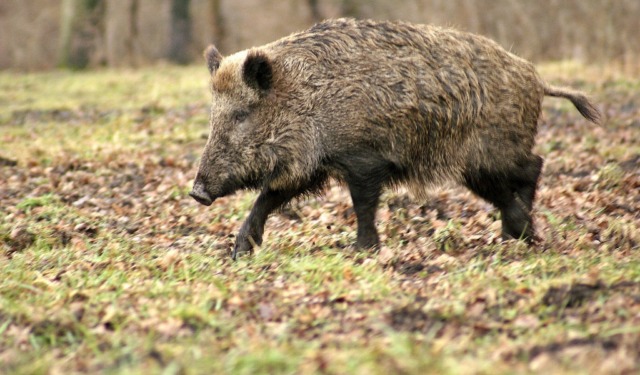Dopo l’impatto contro un cinghiale sbanda ed esce di strada: 37enne ferito