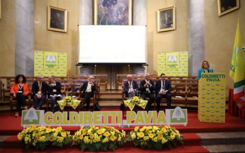 Riso lombardo, raccolto in calo del 10%: pesa il clima e la concorrenza estera