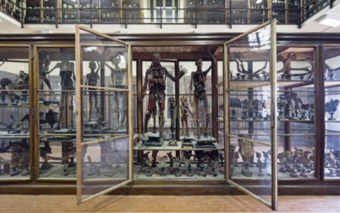 Cosa fare a Pavia e provincia nel weekend: eventi di sabato 8 e domenica 9 novembre 2025