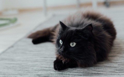 Pavia, una città che ama i gatti: sono più di 30mila i felini registrati