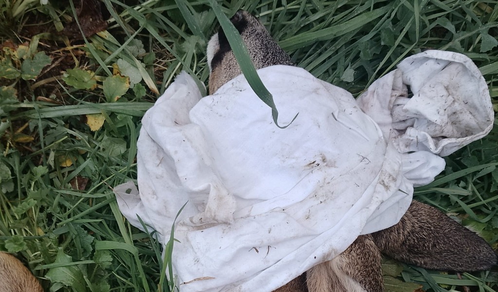 Cucciolo di capriolo ferito salvato dalla Polizia Locale di Voghera