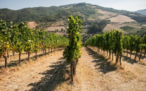 Oltrepò Pavese: cuore pulsante del Pinot Nero e laboratorio del vino italiano