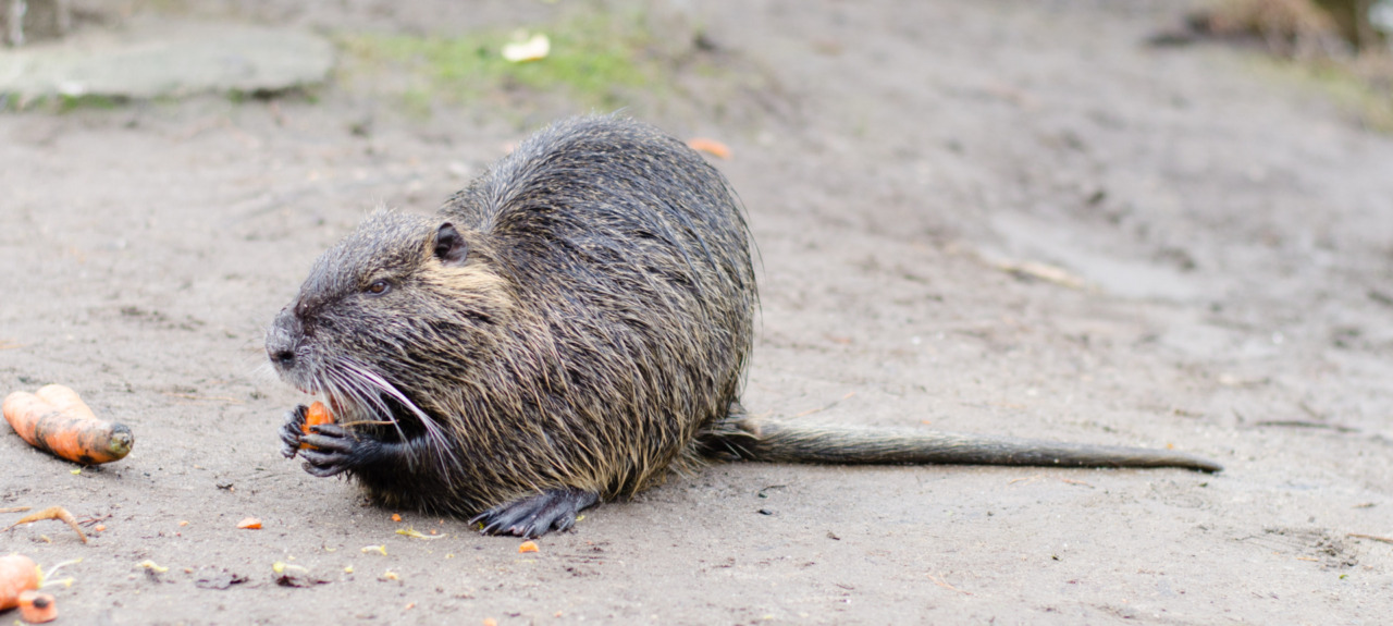 Contenimento nutria: 80mila euro alla provincia di Pavia e sanzioni per i sabotatori delle trappole