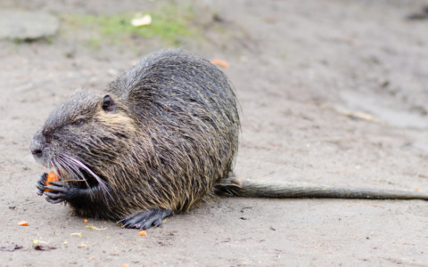 Contenimento nutria: 80mila euro alla provincia di Pavia e sanzioni per i sabotatori delle trappole