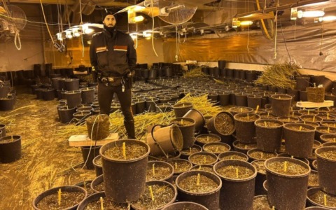 L’odore sospetto guida i Carabinieri alla coltivazione: sequestrati 64 chili di marijuana in Oltrepò