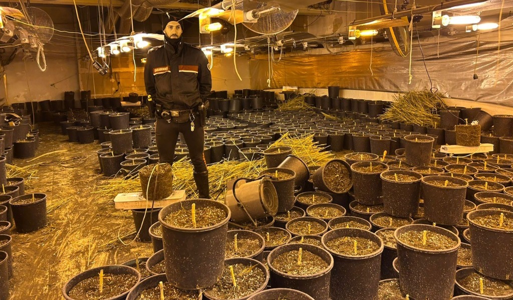 L’odore sospetto guida i Carabinieri alla coltivazione: sequestrati 64 chili di marijuana in Oltrepò