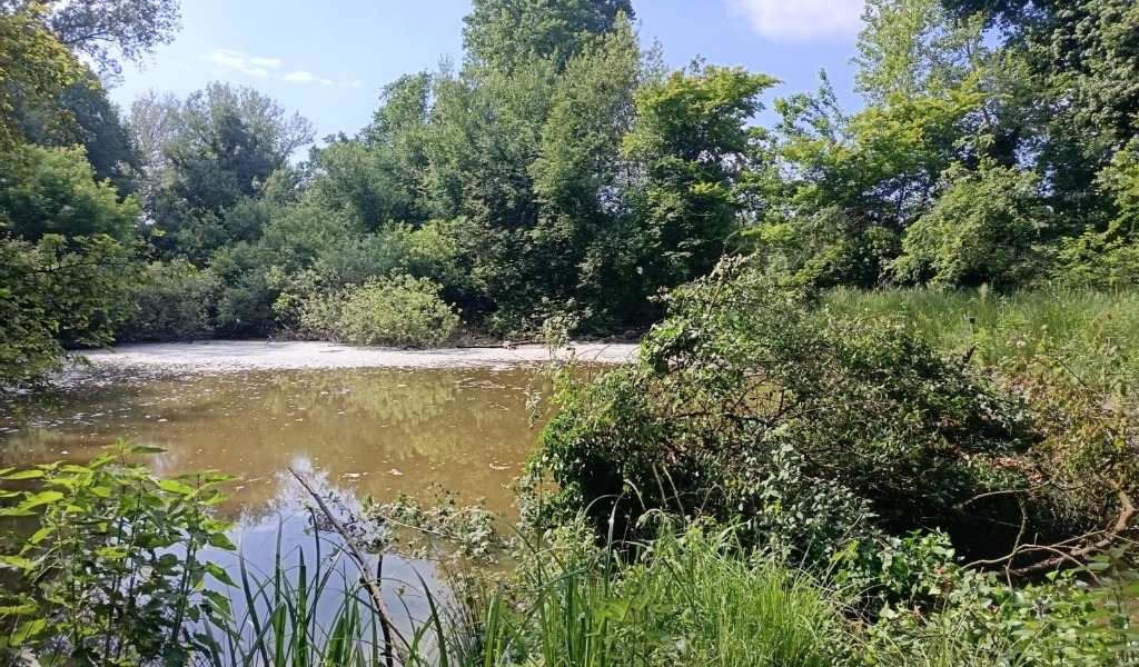 Al via il piano “salva zone umide”: a Pavia parte il progetto di tutela della biodiversità