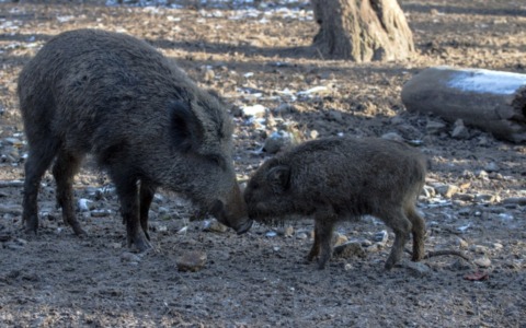 Da Regione oltre 300mila euro alla provincia di Pavia per danni da fauna selvatica
