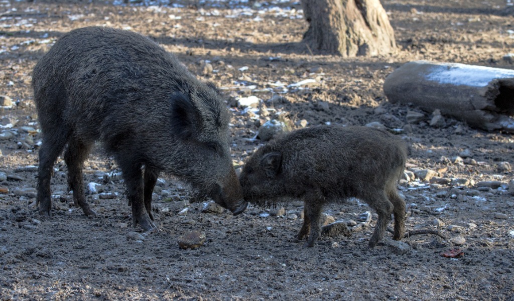Da Regione oltre 300mila euro alla provincia di Pavia per danni da fauna selvatica