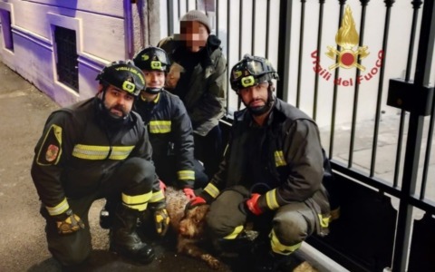 Cane scivola in una riva senza più riuscire a risalire, salvato dai Vigili del Fuoco