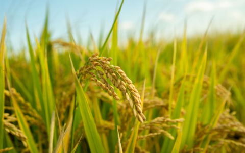 Diritti umani calpestati in Myanmar: “Europa riveda le importazioni di riso a dazio zero”