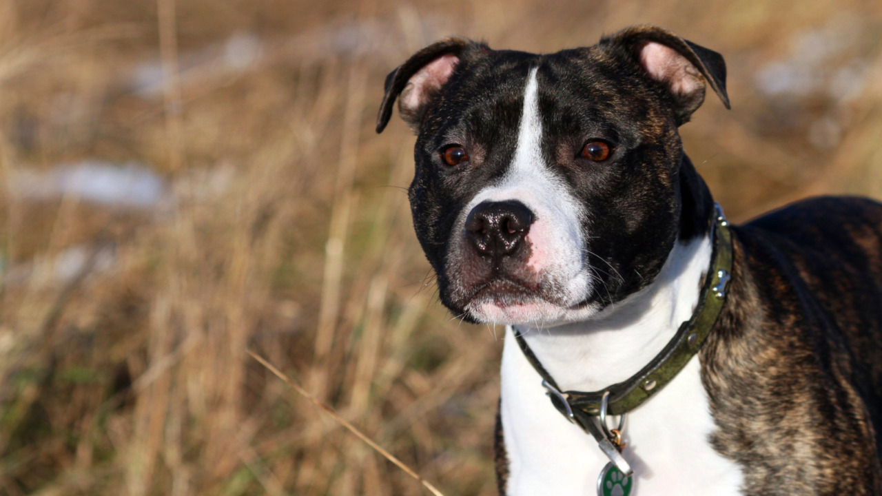 Grazie alla recente “Riforma Brambilla” disposto l’affido definitivo di 31 cani Staffordshire Bull Terrier maltrattati