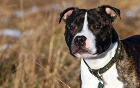 Grazie alla recente “Riforma Brambilla” disposto l’affido definitivo di 31 cani Staffordshire Bull Terrier maltrattati