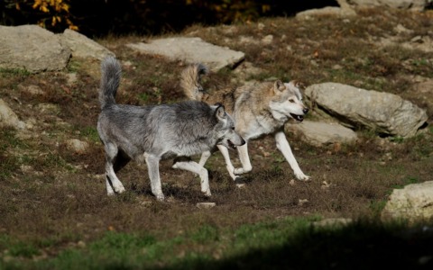 I lupi si spingono verso la pianura: la nuova mappa della loro presenza in Oltrepò Pavese
