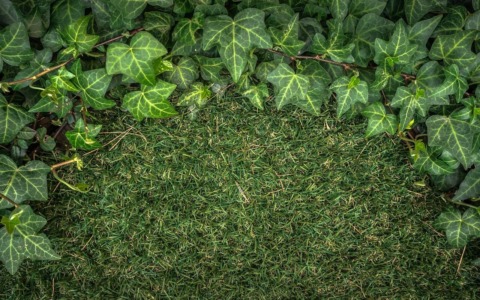 Erba sintetica: perché sta diventando la soluzione preferita nei giardini moderni