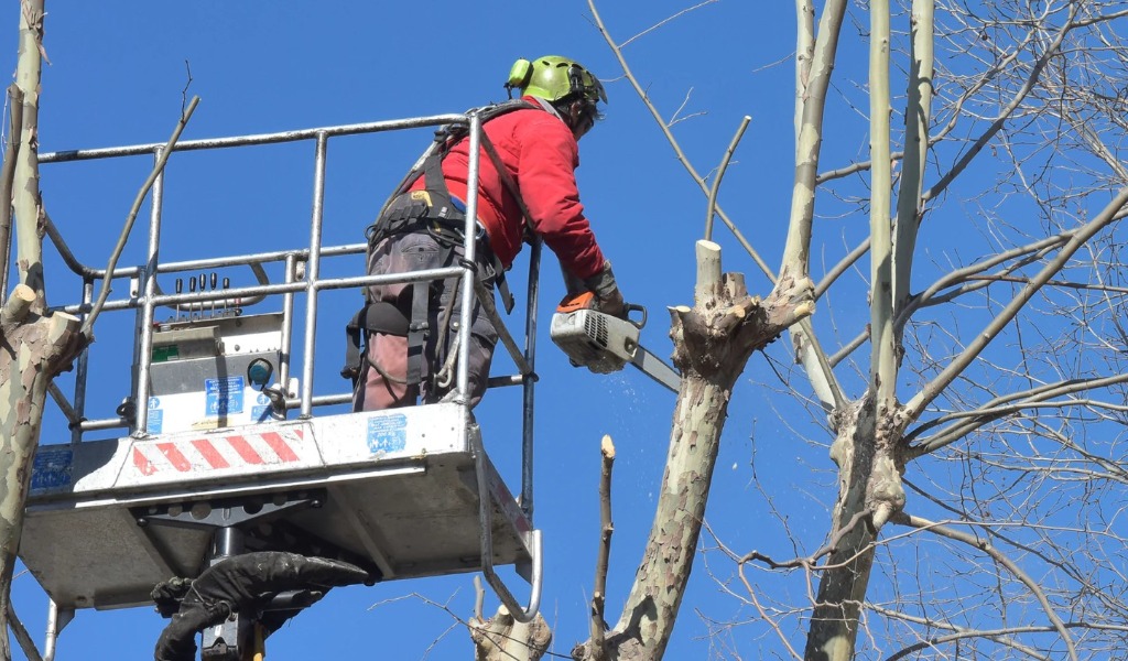 Pavia rafforza la manutenzione del verde pubblico: oltre mille potature già effettuate